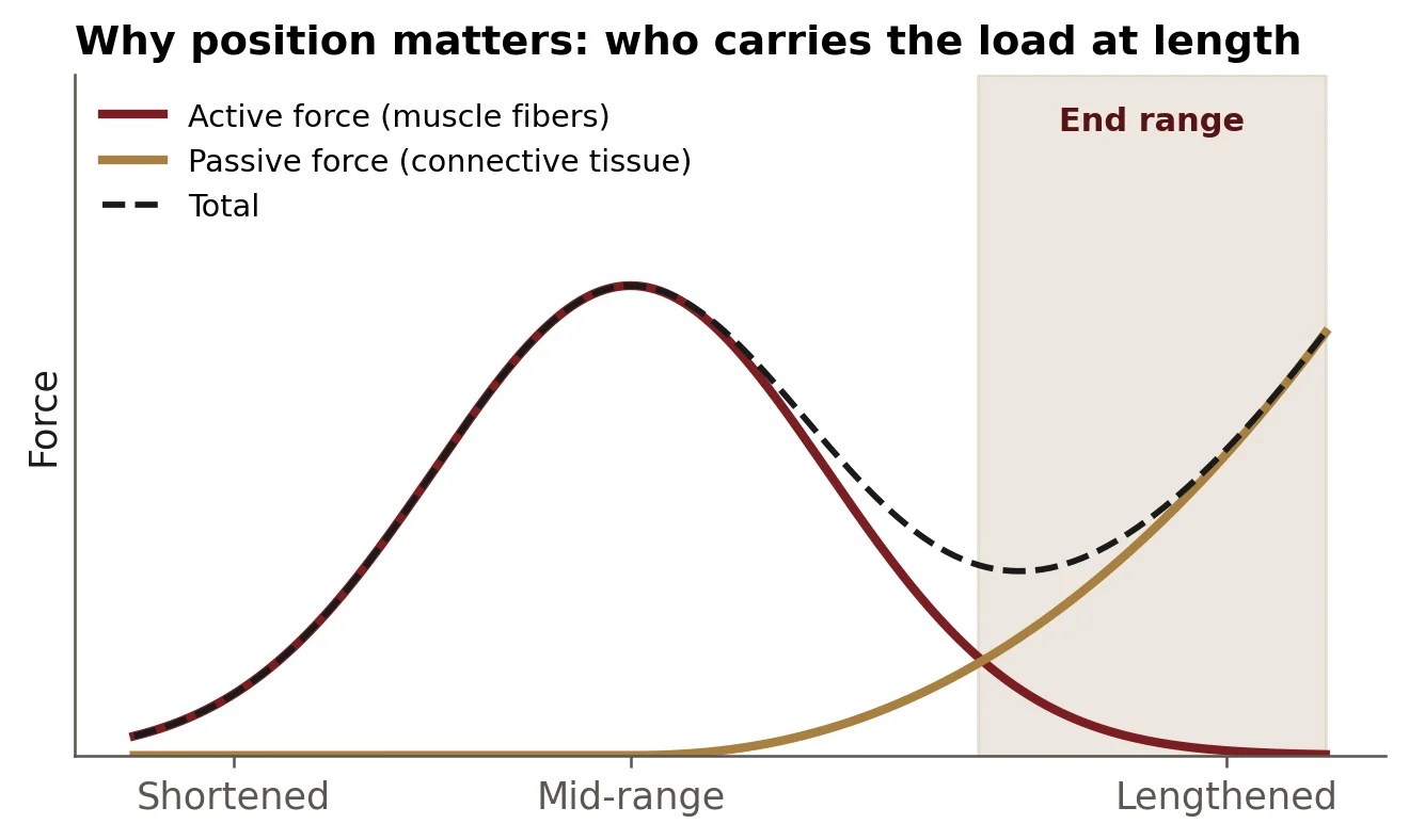 Who carries the load at length. Who carries the load at length. As a muscle lengthens, active force from the fibers falls off and passive force from connective tissue rises. Conceptual illustration based on the classic length-tension relationship, not measured data.